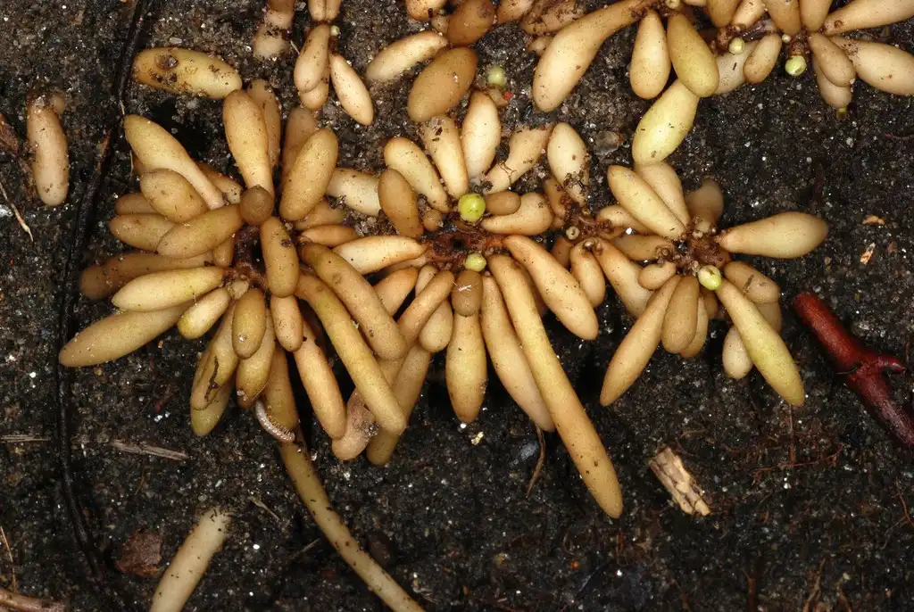 Foto de Ranunculus ficaria - (Philadelphia, PA)-Mid Fall:Douglas Goldman, USDA