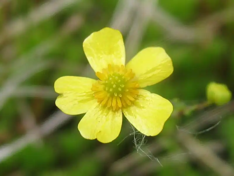 Photo of Ranunculus flammula (Ranunculus flammulas)