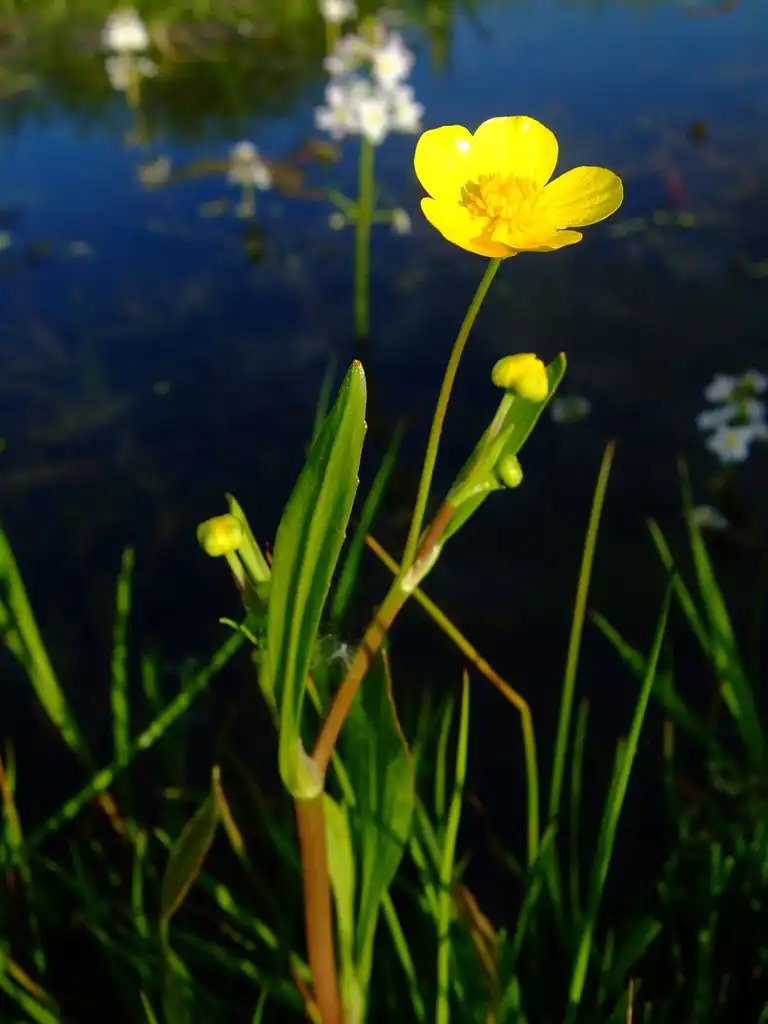 Photo of Ranunculus flammula (Ranunculus flammulas)