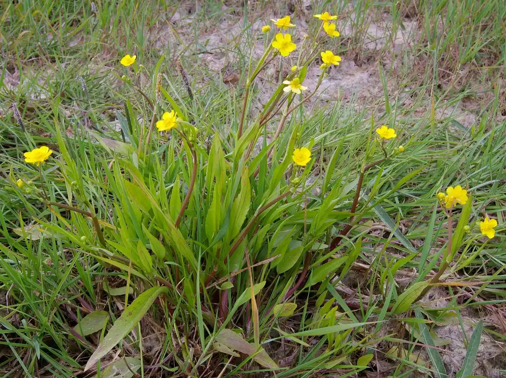Photo of Ranunculus flammula - Ranunclus flammula:Christian Fisher