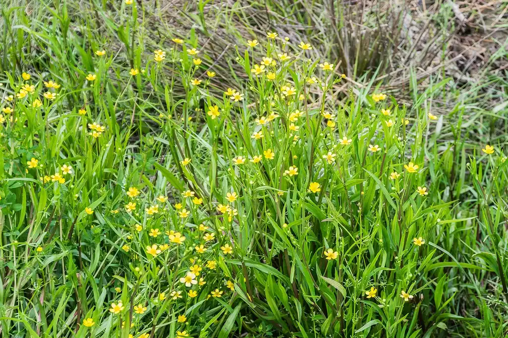 Photo of Ranunculus flammula - Ranunclus flammula:Krzysztof Golik