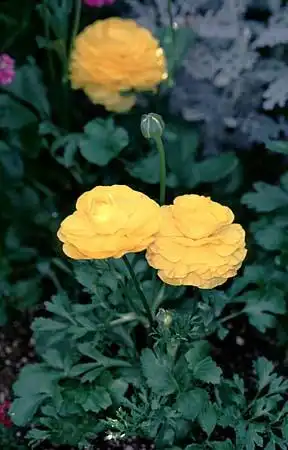 Photo of Ranunculus hybrids (Ranunculus hybridss)