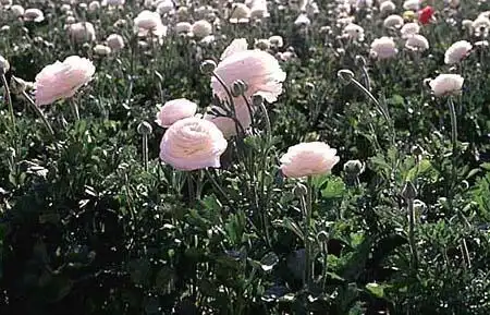 Photo of Ranunculus hybrids (Ranunculus hybridss)