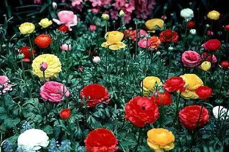 Photo of Ranunculus hybrids - :