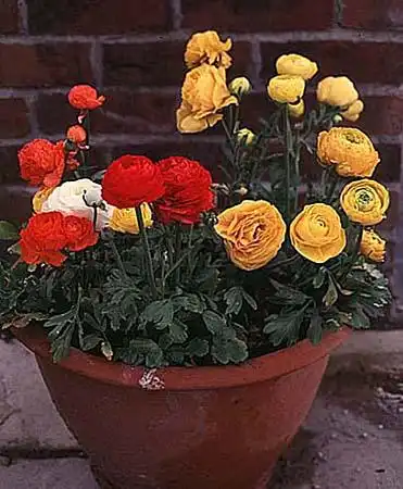 Photo of Ranunculus hybrids - :