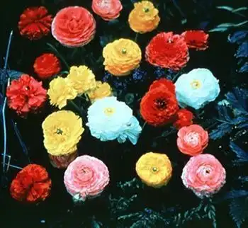 Foto de Ranunculus (Ranunculuss)