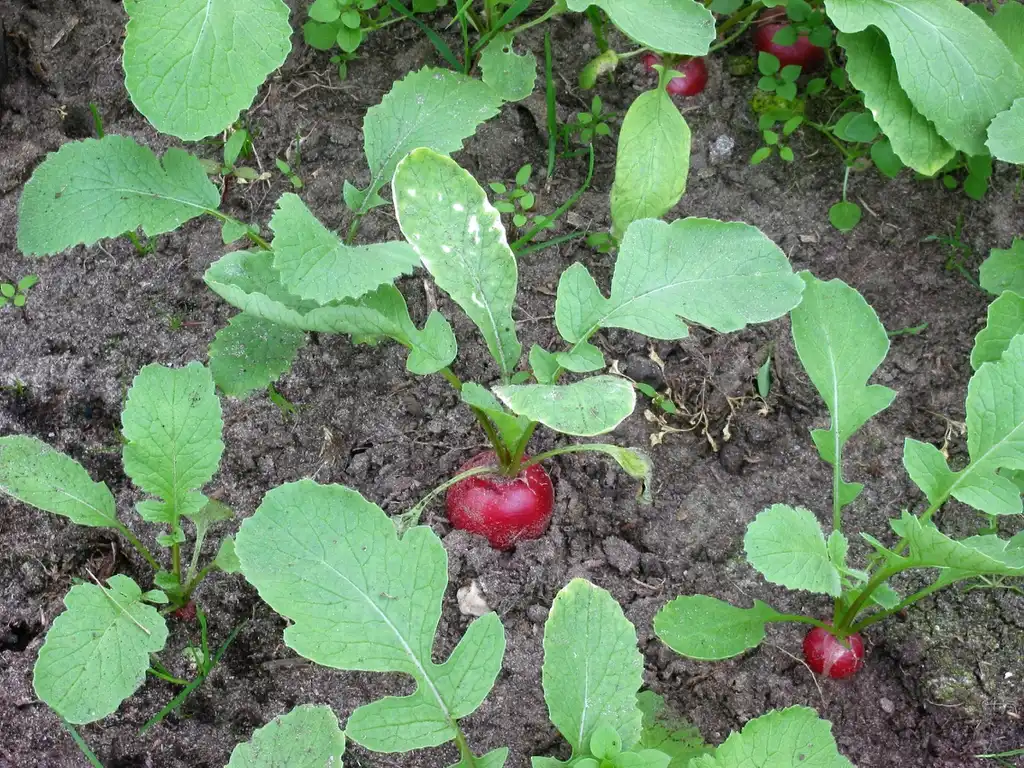Foto de Raphanus raphanistrum subsp. sativus (Raphanus raphanistrum subsp. sativuss)