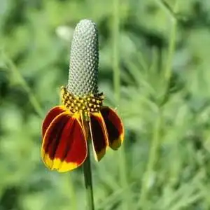 Photo of Ratibida columnifera (Ratibida columniferas)