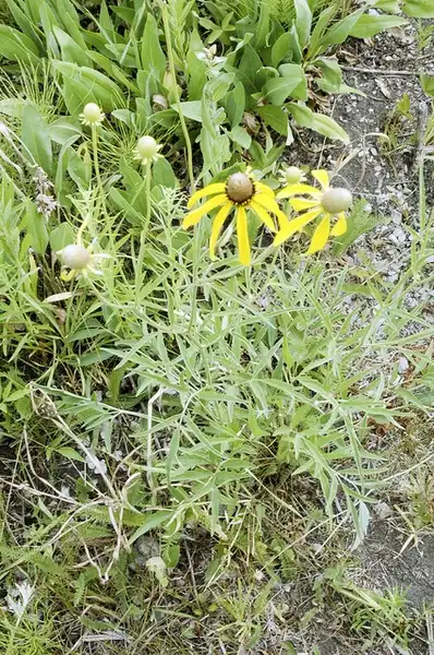 Foto de Ratibida pinnata (Ratibida pinnatas)