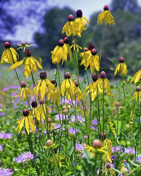 Foto de Ratibida pinnata (Ratibida pinnatas)