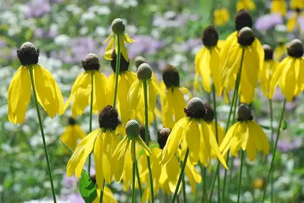 Foto de Ratibida pinnata - Flowers:Joshua Mayer