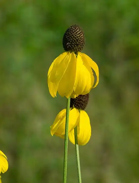 Foto de Ratibida pinnata - Close up of flower:Joshua Mayer