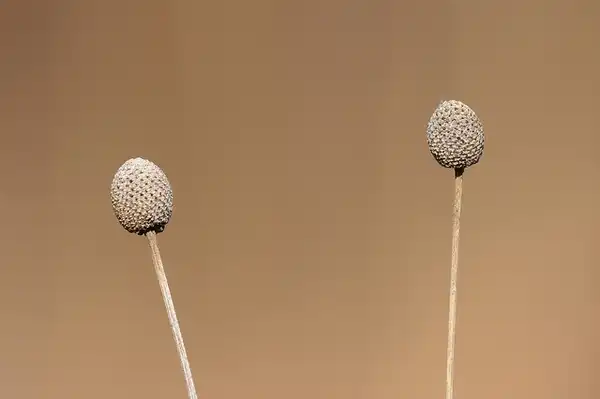 Foto de Ratibida pinnata - Fruit:Janet and Phil