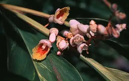 Photo of Renealmia (Renealmias)