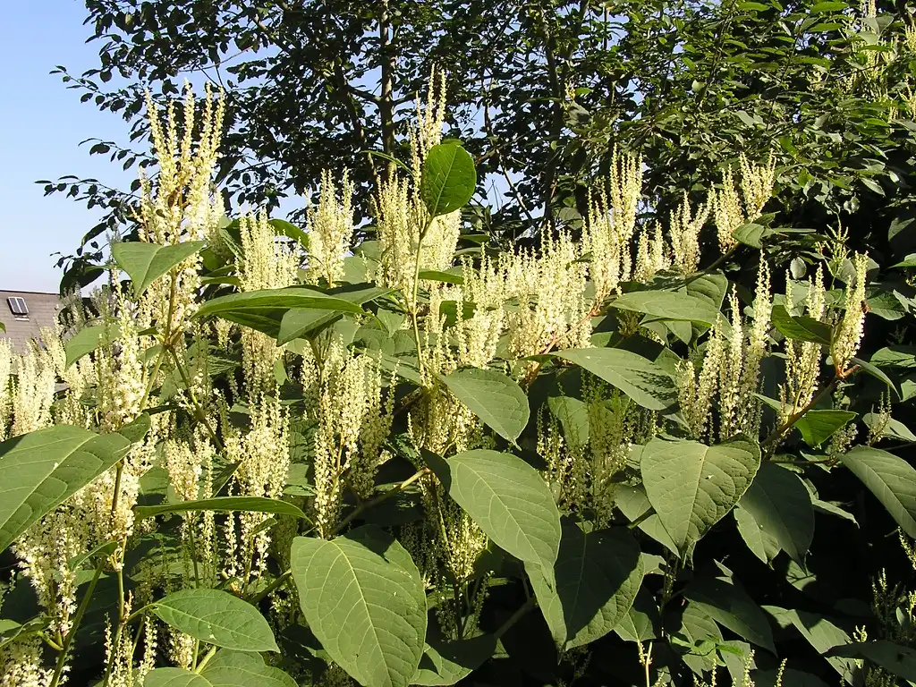 Фото Reynoutria japonica (Reynoutria japonicas)