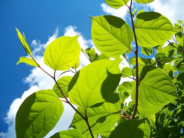Фото Reynoutria japonica (Reynoutria japonicas)