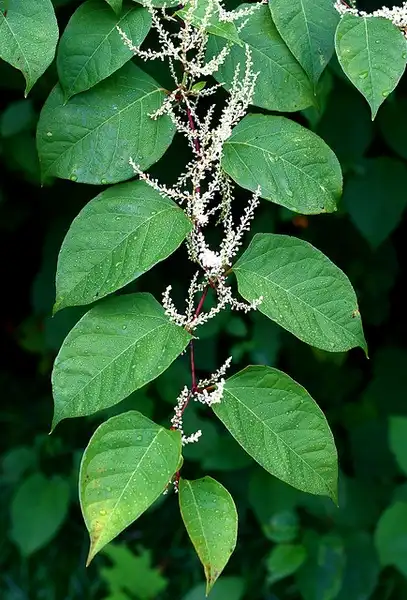 Фото Reynoutria japonica - Alternate leaves:Liz West