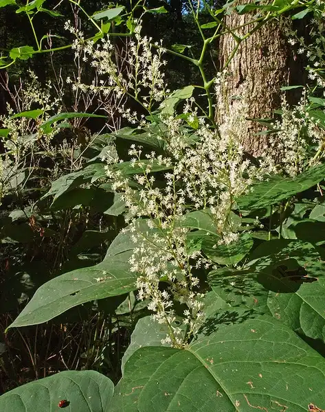 Фото Reynoutria japonica - Flowers:Steve Guttman NYC