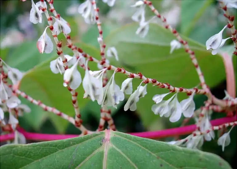 Фото Reynoutria japonica - New fruits, white color.:Jan Samanek