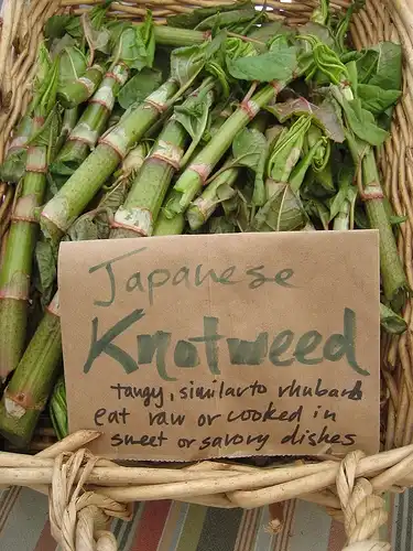 Фото Reynoutria japonica - Stems:Foodista