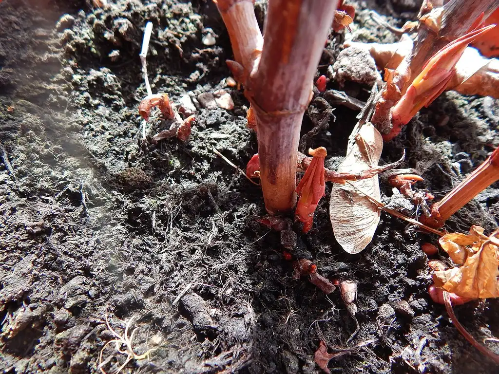 Фото Reynoutria japonica - Spring growth:Crouch, Swale