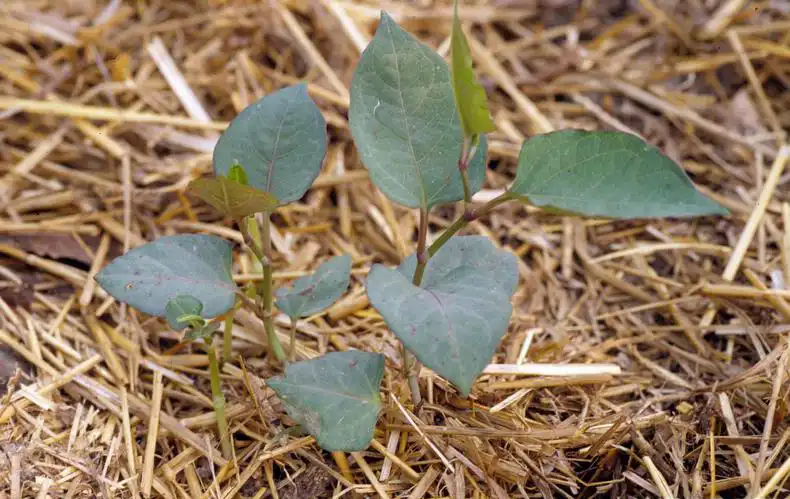 Фото Reynoutria japonica - Seedling, pull this plant when it is young to avoid infestation.:Ohio State Weed Bank