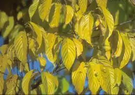 Фото Rhamnella franguloides (Rhamnella franguloidess)