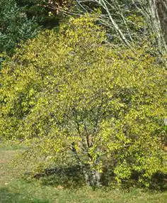 Photo of Rhamnus cathartica (Rhamnus catharticas)