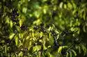 Photo of Rhamnus cathartica - :