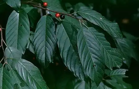 Фото Rhamnus (Rhamnuss)
