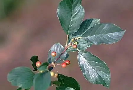 Фото Rhamnus (Rhamnuss)