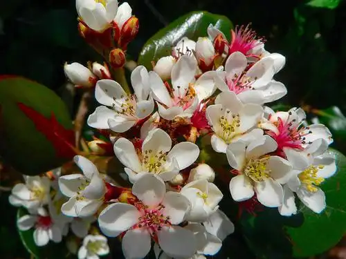 Фото Rhaphiolepis indica (Rhaphiolepis indicas)