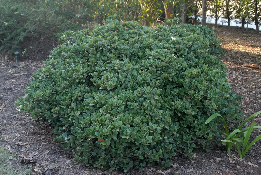Фото Rhaphiolepis indica (Rhaphiolepis indicas)