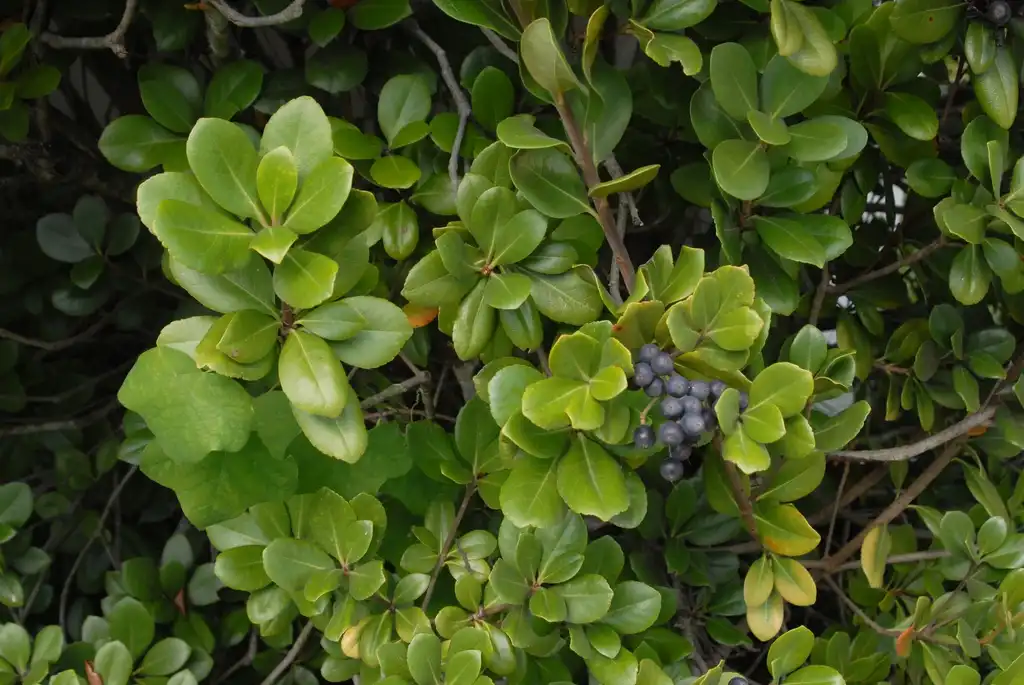 Фото Rhaphiolepis indica - Fruit and Leaves:Jim Robbins