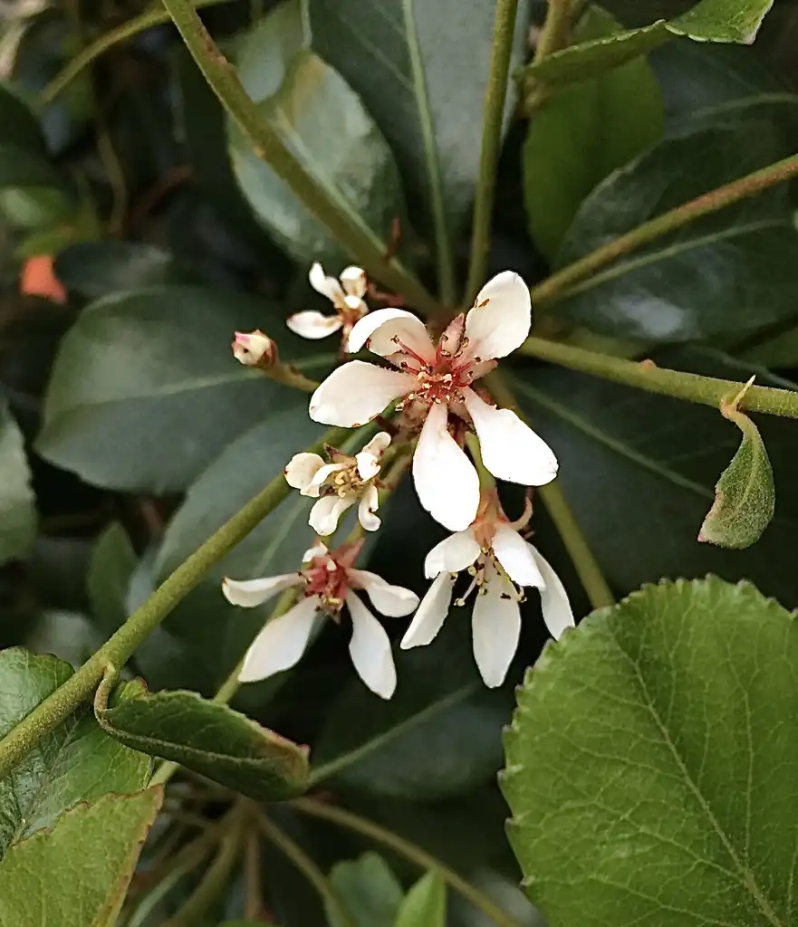 Фото Rhaphiolepis indica - 'Clara' flower closeup, spring, Durham County, NC:Carol Tierney