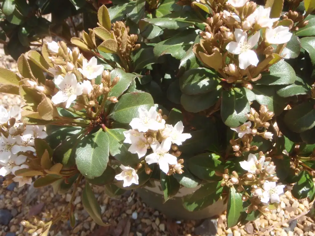 Фото Rhaphiolepis x delacourii 'Corleyscourii' SNOWCAP® (Rhaphiolepis x delacourii 'Corleyscourii' SNOWCAP®s)