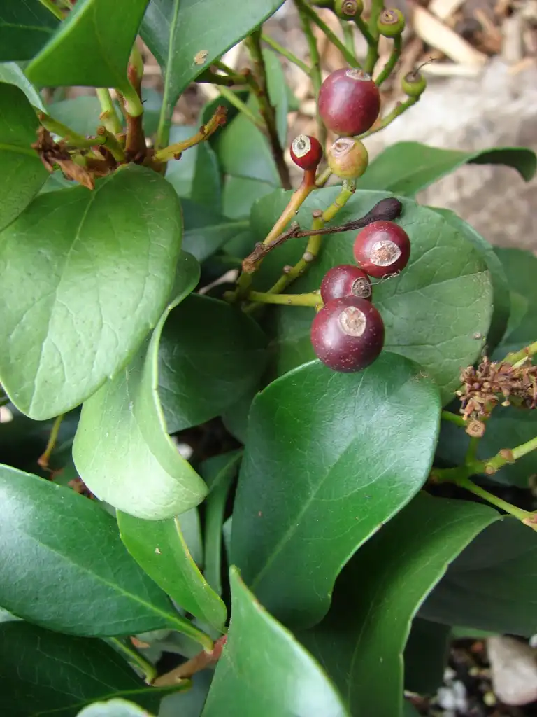 Foto de Rhaphiolepis x delacourii - Fruit nd leaves:Forest and Kim Starr