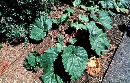 Фото Rheum rhabarbarum (Rheum rhabarbarums)