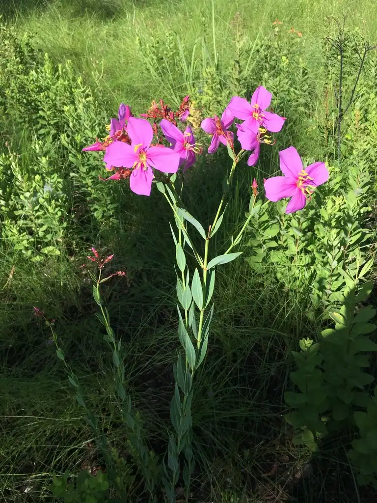 Фото Rhexia alifanus (Rhexia alifanuss)