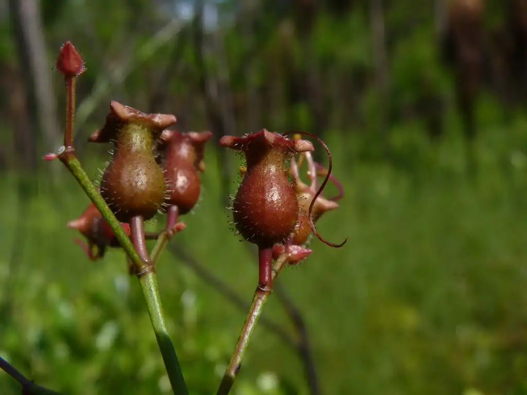 Фото Rhexia alifanus (Rhexia alifanuss)