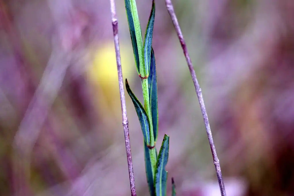 Фото Rhexia alifanus - Stems and leaves:Lauren