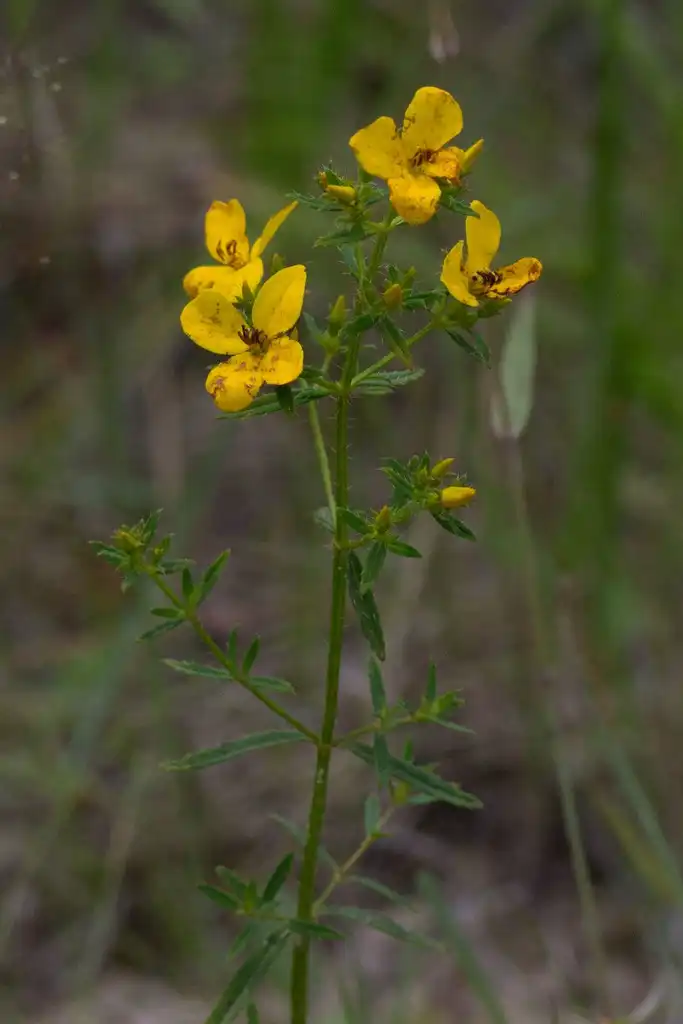 Foto de Rhexia lutea (Rhexia luteas)