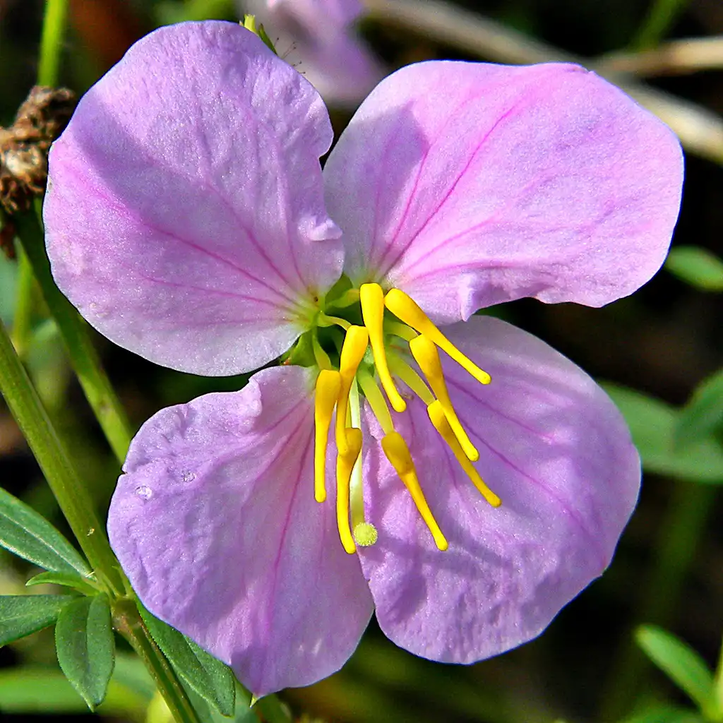 Foto de Rhexia mariana (Rhexia marianas)