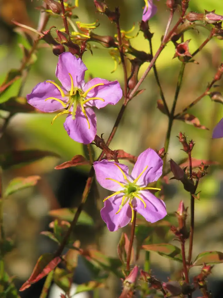 Foto de Rhexia mariana (Rhexia marianas)