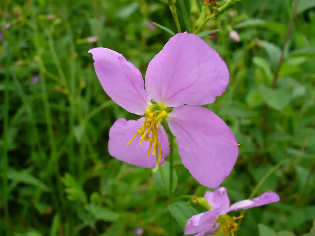 Foto de Rhexia mariana - Flower in late summer in Moore County:Susan Strine