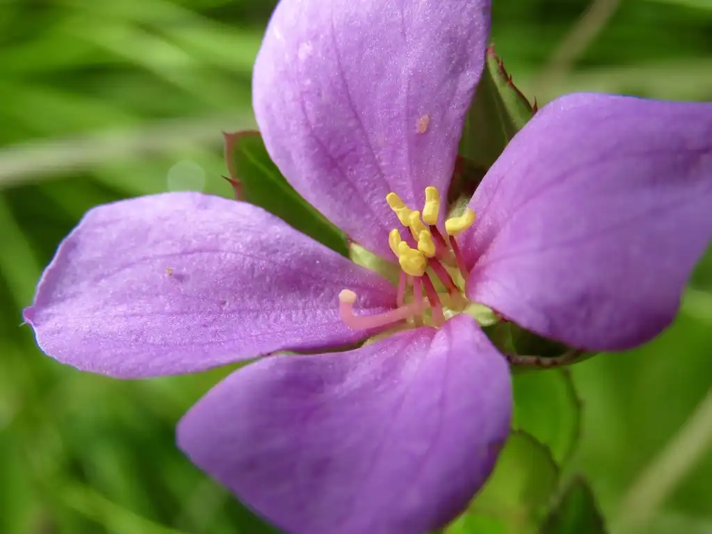 Foto de Rhexia petiolata (Rhexia petiolatas)