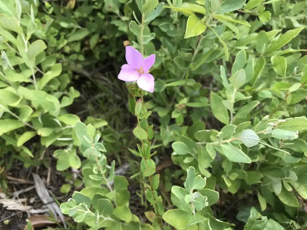 Foto de Rhexia petiolata (Rhexia petiolatas)