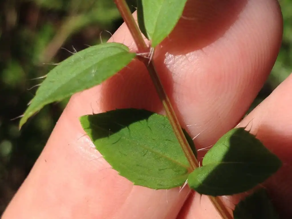 Foto de Rhexia petiolata - Leaves and stem:Eric M Powell