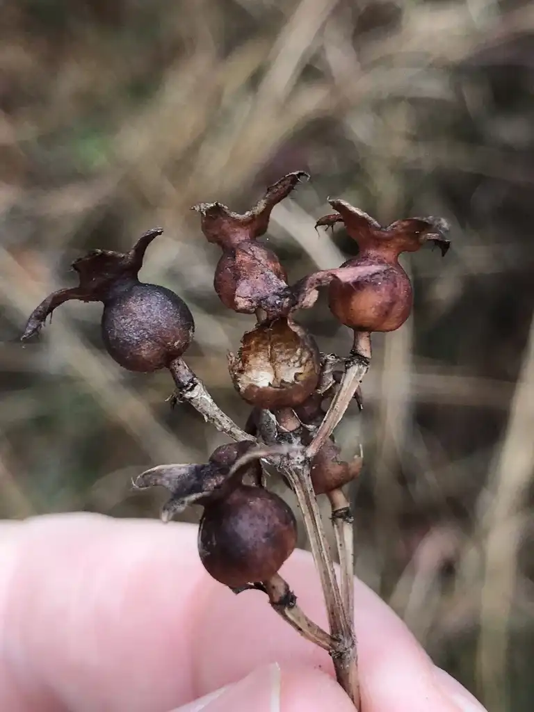 Foto de Rhexia petiolata - Fruit:kommissar