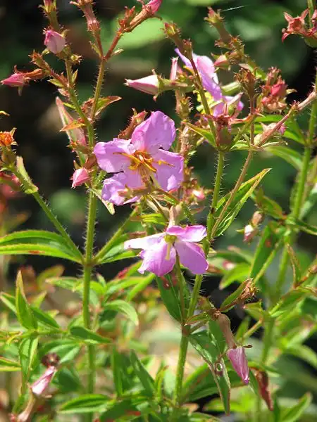 Photo of Rhexia virginica (Rhexia virginicas)